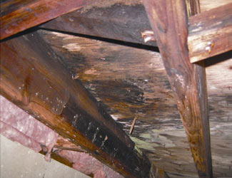 mold and rot in a Norwalk crawl space