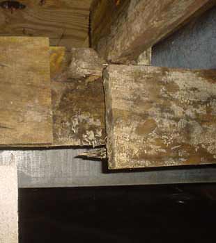 01thm moldy crawlspace beam