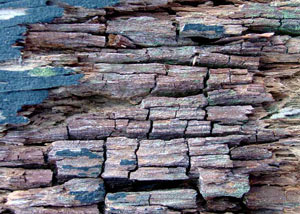 Dry rot damaging wood in Southington