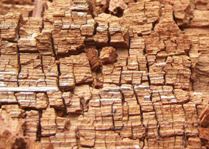 Wood severely damaged by dry rot damage in Stratford