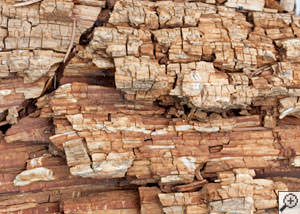 Dry rot damage on wood in Danbury