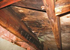 Extensive crawl space rot damage growing in Madison