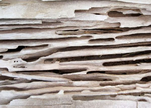 Carpenter ant tunnels and galleries in structural wood in a Madison home