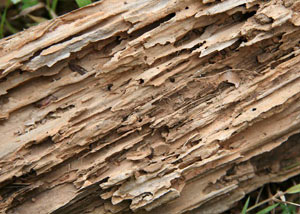 Termite-damaged wood showing rotting galleries outside of a Danbury home