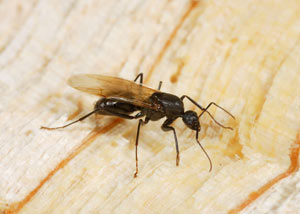 Closeup of a carpenter ant breeder in Milford