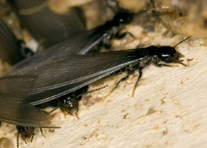 Closeup view of a termite new queen breeder in West Haven