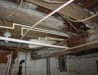 a humid basement overgrown with mold and rot in Shelton